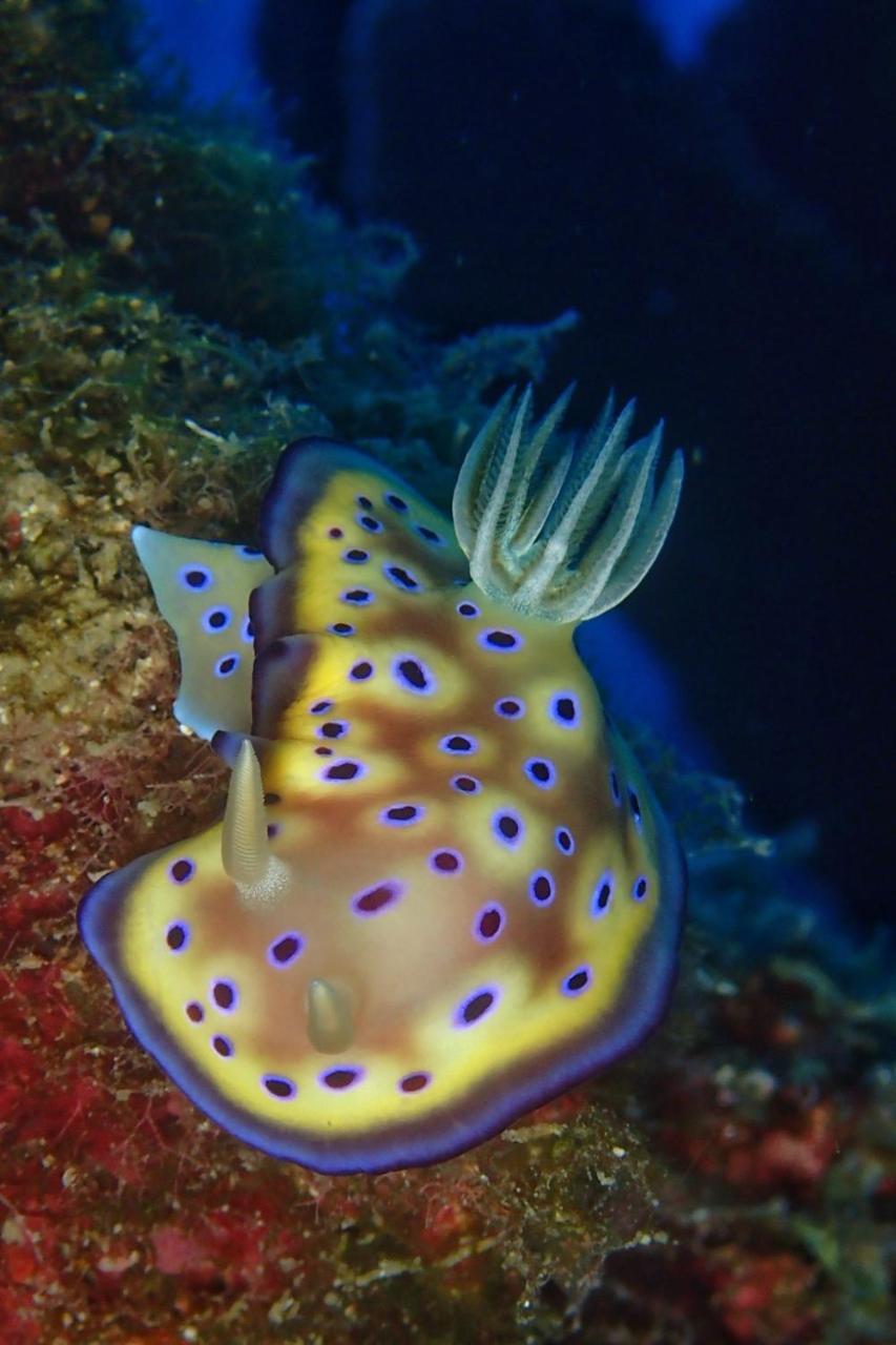 藍洞潛水blue Hole Dive Center Bed and Breakfast Heng-ch'un Exteriör bild